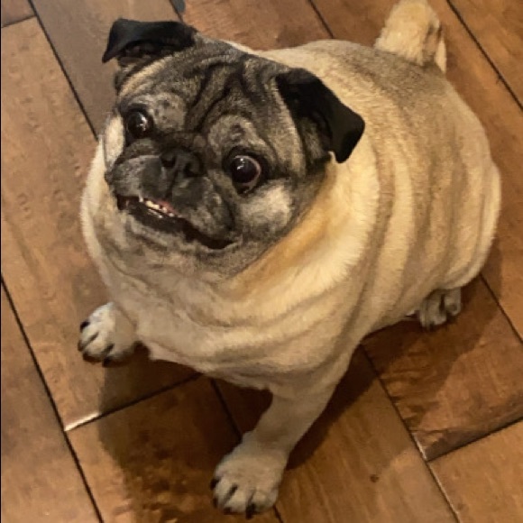 Meet your Posher, Taylor - Picture 1 of 1